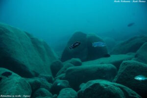 Metriaclima sp. 'msobo' Ngwasi